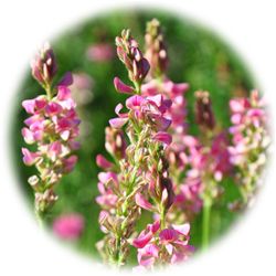 ホーリークローバーの花