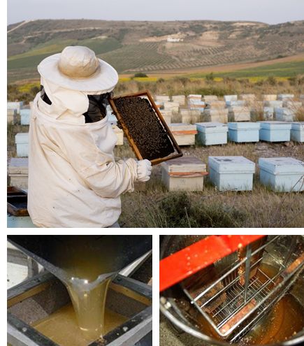 養蜂家の作業と蜂蜜の採取について