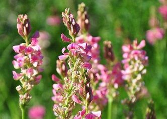 ホーリークローバーの花