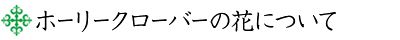ホーリークローバーの花について